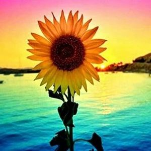 Meet your Posher, Dottie